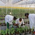 Western Flower Thrips Control: A Harmattan-Based Greenhouse Strategy